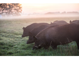 JAMBON SEC DU PORC MENAPII desosse  24m