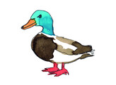 B/FG.CANARD CRU 1erQ. 550g DEVEINE MAISON BRIDGET